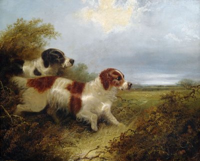 Due Terrier da Edward Armfield